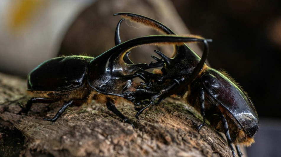Besouros e criptomoedas para o manejo do lixo na Col&ocirc;mbia