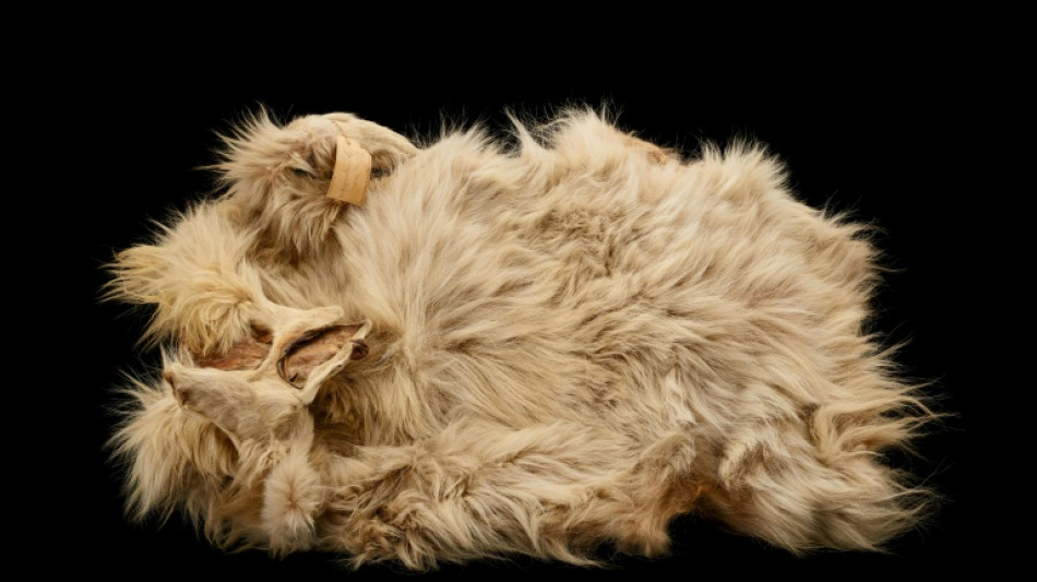 Une &eacute;tude d&eacute;voile l'histoire de chiens laineux chers aux Am&eacute;rindiens, aujourd'hui disparus