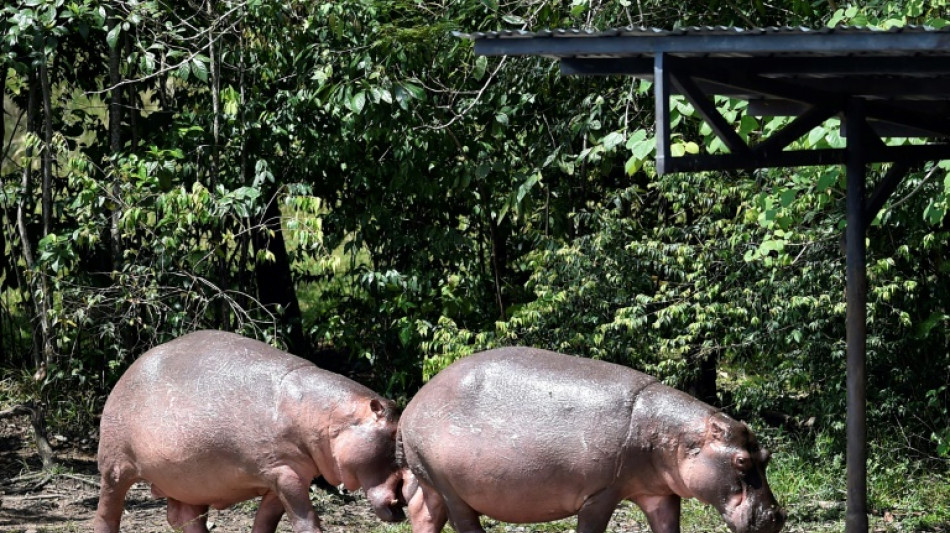 Colombie: un hippopotame du d&eacute;funt baron de la drogue Escobar percut&eacute; sur une autoroute