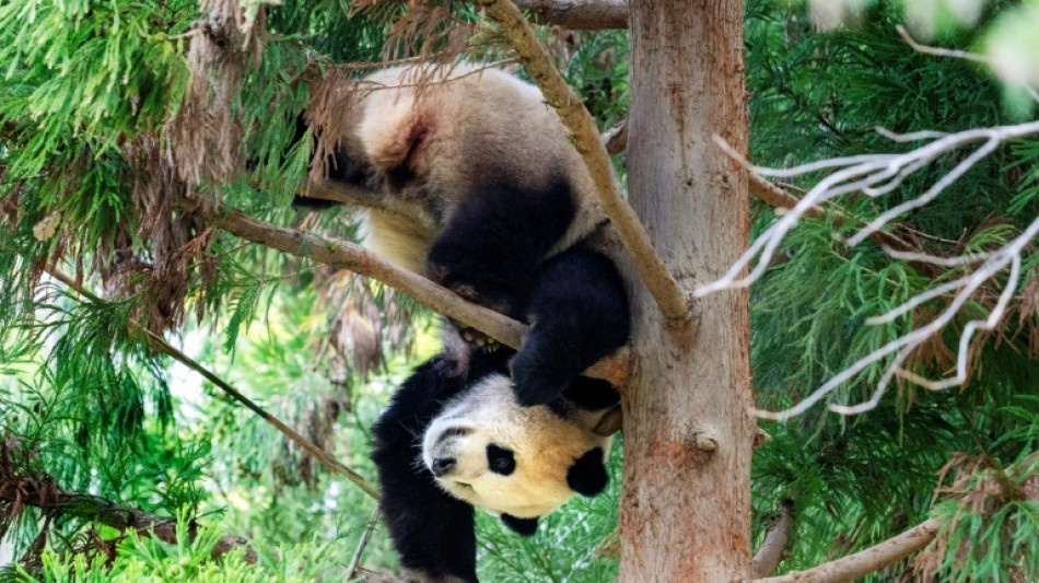 La "diplomacia panda" entre China y Estados Unidos podr&iacute;a reanudarse