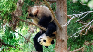 La "diplomacia panda" entre China y Estados Unidos podr&iacute;a reanudarse