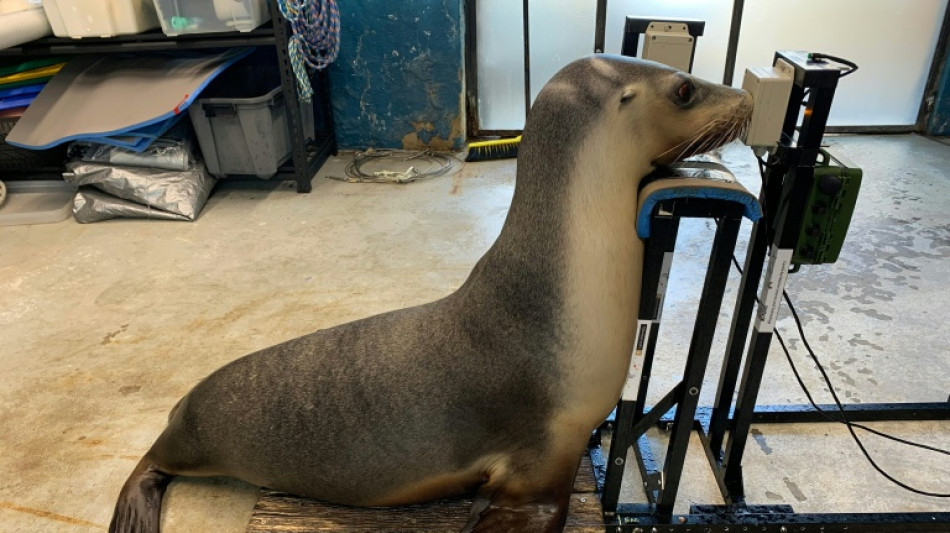 Seals and sea lions get hearing tested at Australia zoo
