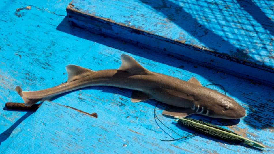 L'UE joue un "rôle clé" dans le commerce de requins, dénonce l'ONG Ifaw
