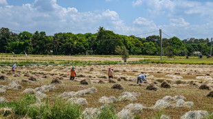 Tribunal filipino suspende por precaución producción de arroz genéticamente modificado