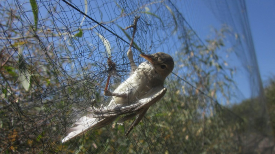 BirdLife Cyprus sees 'worrying' spike in migratory bird killings