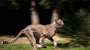 L'Inde va r&eacute;introduire le gu&eacute;pard, avec des animaux venus d'Afrique