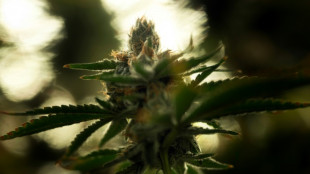 Bundesverfassungsgericht hält an 30 Jahre alter Cannabis-Rechtsprechung fest