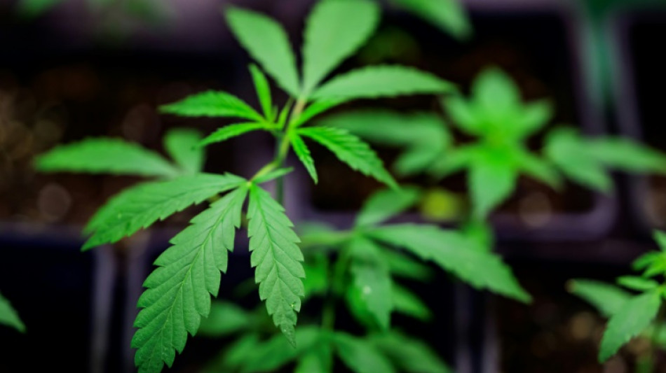 Warken plant sch&auml;rfere Regeln f&uuml;r Abgabe von medizinischem Cannabis