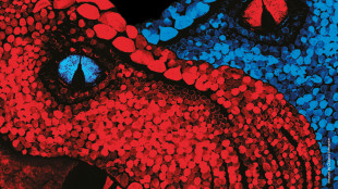 Sfida tra due dinosauri T. rex nel cuore della Mole Antonelliana