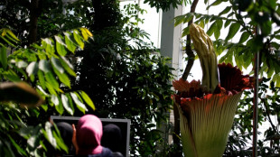 Una 'flor cadáver' o 'pene de titán' atrae curiosos en un jardín botánico belga