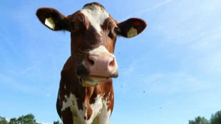 Greenpeace-Abfrage: Billigfleisch dominiert Sortiment der Händler