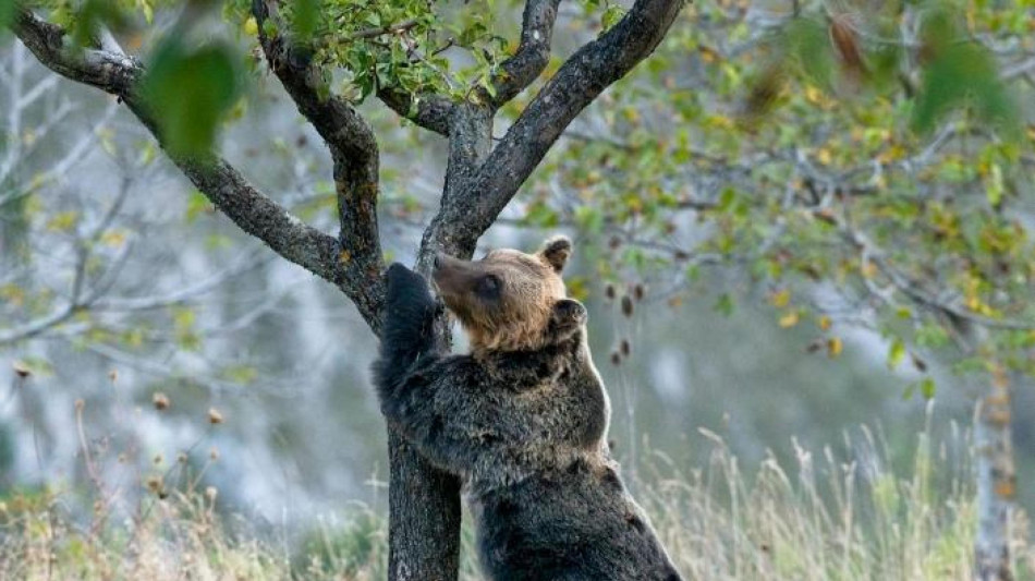 Gli orsi degli Appennini resi meno aggressivi dalla convivenza con gli umani