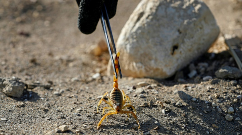 Mann in M&uuml;nchen in seiner Wohnung von Skorpion gestochen