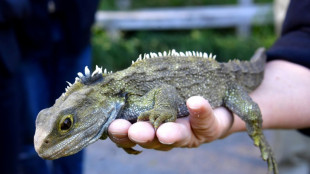 Oldest known lizard ancestor discovered in England