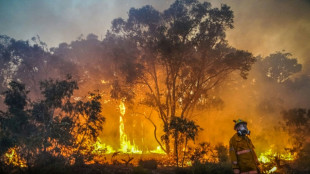 UN-Bericht: Extreme Waldbrände werden in kommenden Jahren drastisch zunehmen