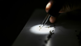 Paciente morre nos EUA ap&oacute;s contrair raro v&iacute;rus da encefalite equina do leste