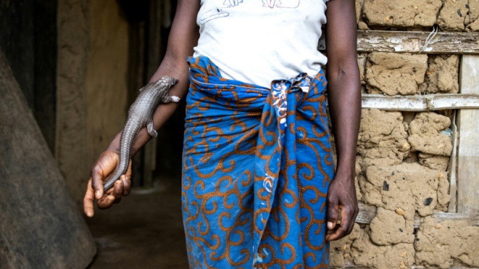 Le pangolin au Liberia: "On le tue, on le mange, les écailles on les vend"