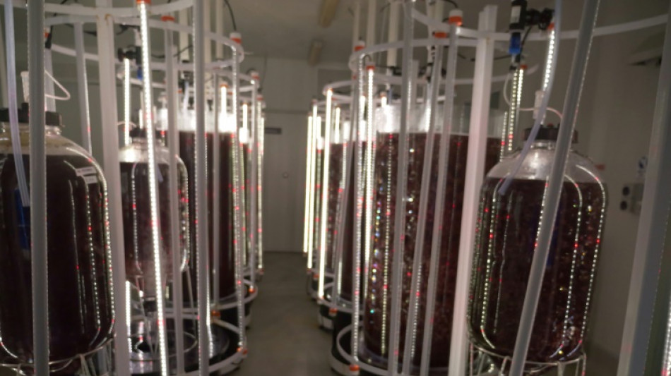 Una granja australiana apuesta por las algas para limitar el metano del ganado y luchar contra el cambio clim&aacute;tico