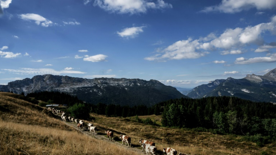 Dans les montagnes des Alpes, les fromages souffrent d'un &eacute;t&eacute; trop chaud
