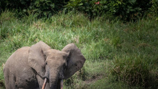 Les &eacute;l&eacute;phants de for&ecirc;t exasp&egrave;rent les villages du Gabon