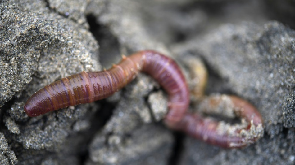 De la plage &agrave; la greffe, Hemarina d&eacute;veloppe les &eacute;tonnantes qualit&eacute;s d'un ver marin