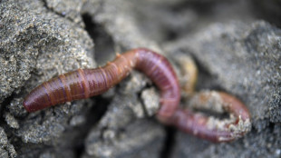 De la plage &agrave; la greffe, Hemarina d&eacute;veloppe les &eacute;tonnantes qualit&eacute;s d'un ver marin