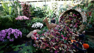 Peru &eacute; estrela em exposi&ccedil;&atilde;o de orqu&iacute;deas no Jardim Bot&acirc;nico Real da Inglaterra