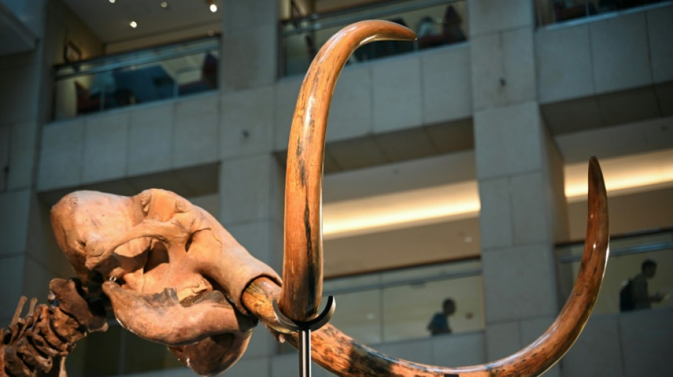 Bau der Stromtrasse Suedlink in Baden-W&uuml;rttemberg: Weitere Mammutfunde