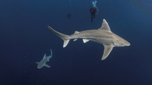 La poblaci&oacute;n mundial de tiburones y rayas se redujo a la mitad en 50 a&ntilde;os, seg&uacute;n un estudio