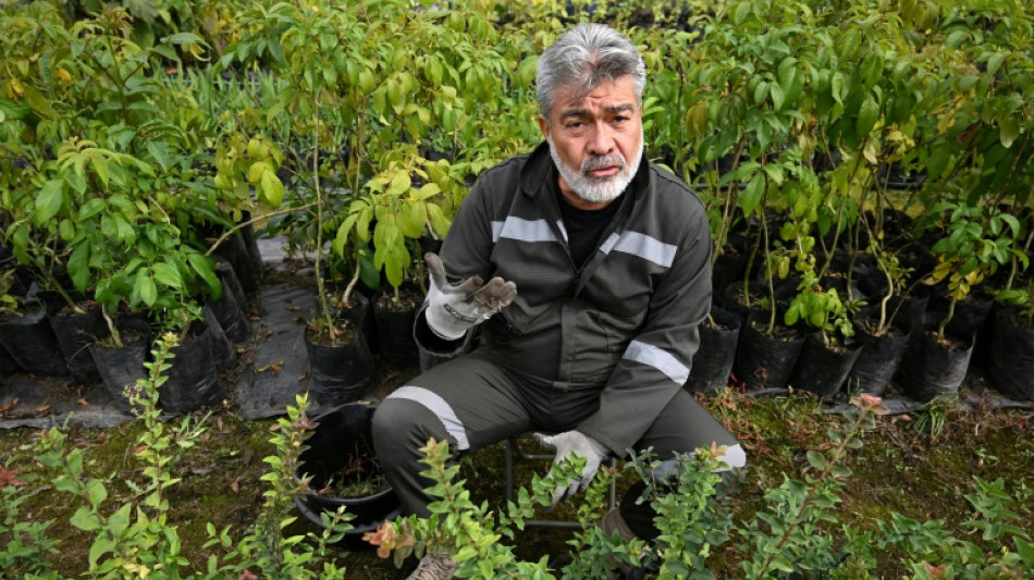 Plantar &aacute;rvores, pena in&eacute;dita para criminosos de guerra na Col&ocirc;mbia