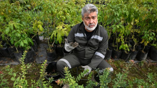 Plantar árvores, pena inédita para criminosos de guerra na Colômbia