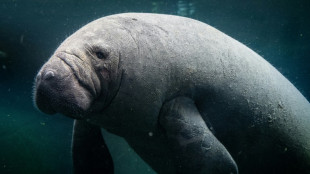 Ambientalistas advertem para risco de extin&ccedil;&atilde;o de peixes-bois na Guatemala 