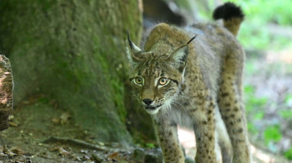 Doubs: un lynx abattu, cas de braconnage av&eacute;r&eacute;