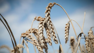 Le blé dur, une filière française "sur le fil du rasoir"