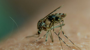 Primeira vacina contra a chikungunya apresenta resultados promissores
