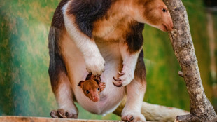 Un kangourou arboricole, en voie d'extinction, na&icirc;t dans un zoo britannique