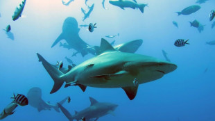 Aumentan los ataques de tiburones y muertes de personas, según un estudio
