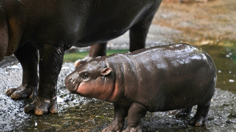Un b&eacute;b&eacute; hippo pygm&eacute;e devient une vache &agrave; lait pour un zoo tha&iuml;landais