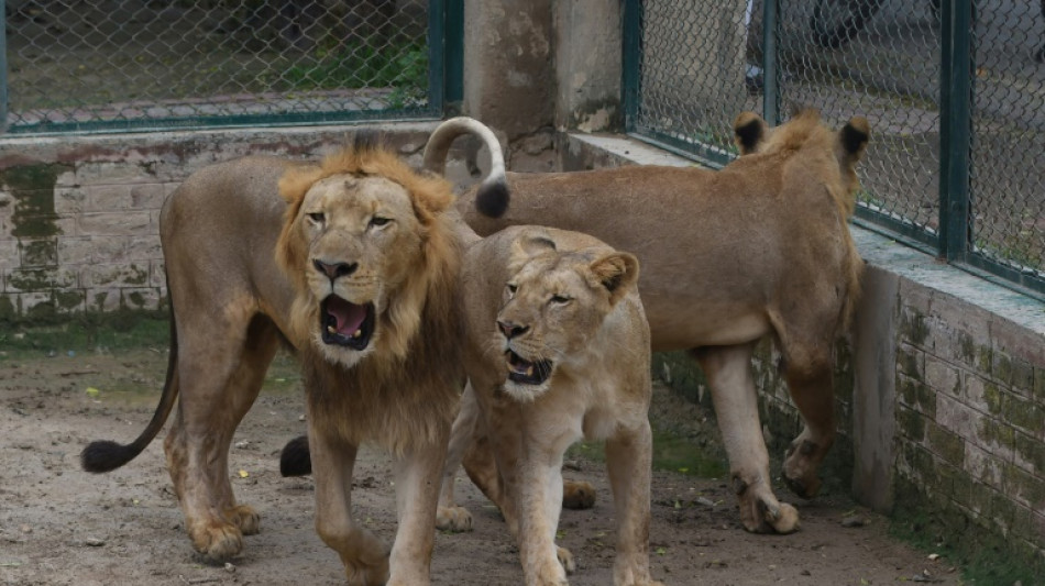 Pakistan zoo cancels lion auction, plans expansion instead