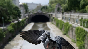 B&uuml;rger in hessischem Limburg stimmen f&uuml;r umstrittenes Taubent&ouml;ten per Genickbruch