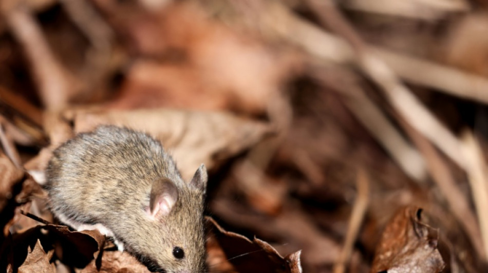 El covid-19 podr&iacute;a provocar ansiedad hereditaria, seg&uacute;n un estudio en ratones
