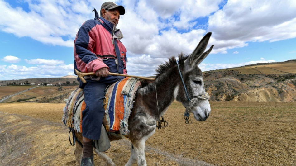 T&uacute;nez teme cosecha catastr&oacute;fica de cereales debido a la sequ&iacute;a