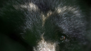 Un oso rebelde que escap&oacute; de un zool&oacute;gico en Colombia muere en medio de su liberaci&oacute;n