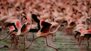 Studie: Zukunft von Flamingos durch steigende Wasserstände in Seen gefährdet