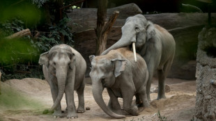 Au zoo de Z&uuml;rich, un redoutable virus remplit le cimeti&egrave;re des &eacute;l&eacute;phants
