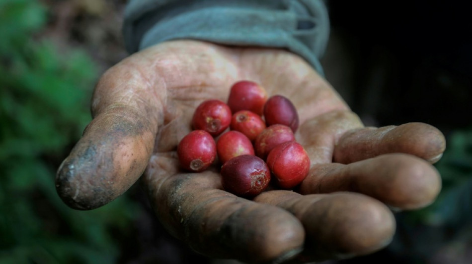 Col&ocirc;mbia registra maior produ&ccedil;&atilde;o de caf&eacute; em 33 anos