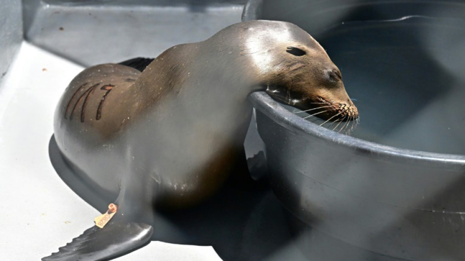 Intoxicaci&oacute;n sin precedentes de animales marinos desborda voluntarios en California