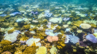 La Gran Barrera de Coral australiana, más amenazada que nunca