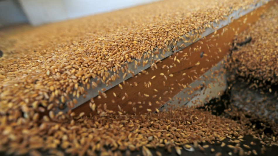 El precio del trigo bate un récord en Europa