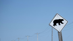 Canadá busca urso que atacou grupo escolar e deixou 2 feridos em estado grave